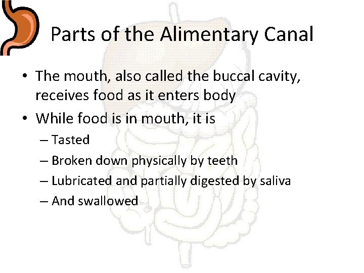 Parts of the Alimentary Canal • The mouth, also called the buccal cavity, receives