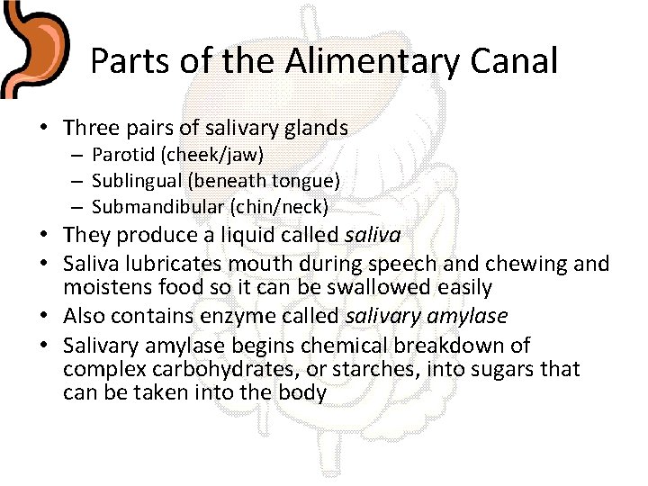 Parts of the Alimentary Canal • Three pairs of salivary glands – Parotid (cheek/jaw)