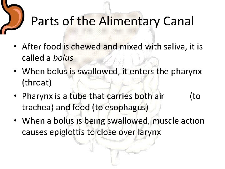 Parts of the Alimentary Canal • After food is chewed and mixed with saliva,