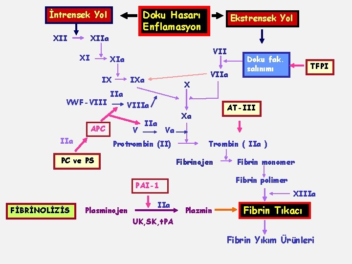 Doku Hasarı Enflamasyon İntrensek Yol XIIa XI Ekstrensek Yol VII XIa IX VWF-VIII IXa
