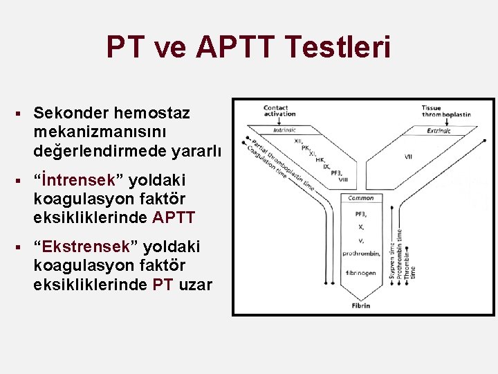 PT ve APTT Testleri § Sekonder hemostaz mekanizmanısını değerlendirmede yararlı § “İntrensek” yoldaki koagulasyon