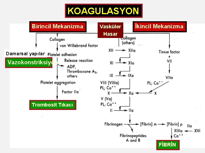 KOAGULASYON Birincil Mekanizma Vasküler Hasar İkincil Mekanizma Damarsal yapılar Vazokonstriksiyon Trombosit Tıkacı FİBRİN 