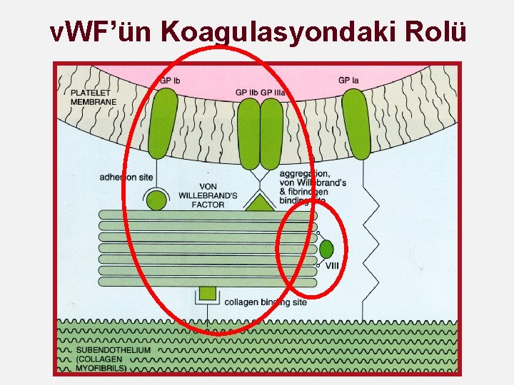 v. WF’ün Koagulasyondaki Rolü 