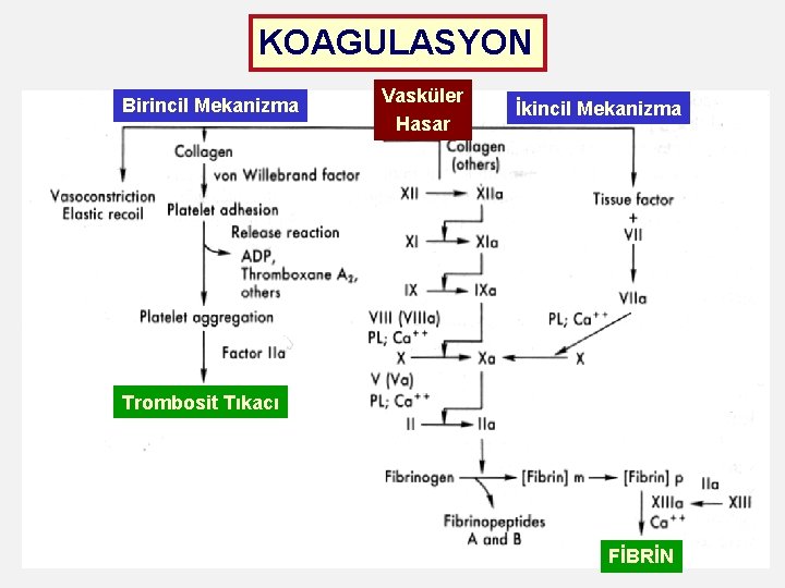 KOAGULASYON Birincil Mekanizma Vasküler Hasar İkincil Mekanizma Trombosit Tıkacı FİBRİN 