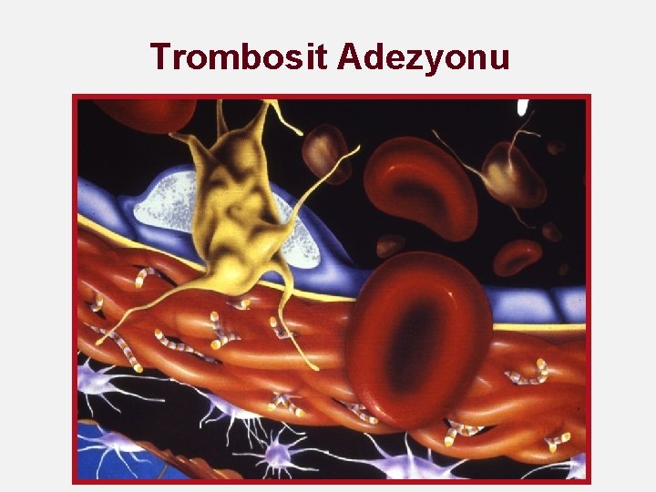 Trombosit Adezyonu 