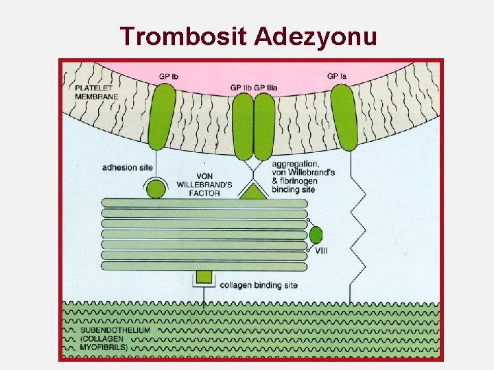 Trombosit Adezyonu 