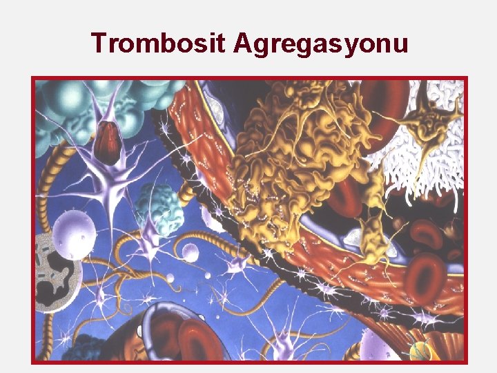 Trombosit Agregasyonu 