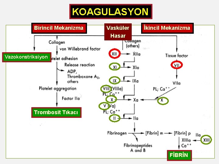 KOAGULASYON Birincil Mekanizma Vasküler Hasar İkincil Mekanizma Vazokonstriksiyon Trombosit Tıkacı FİBRİN 