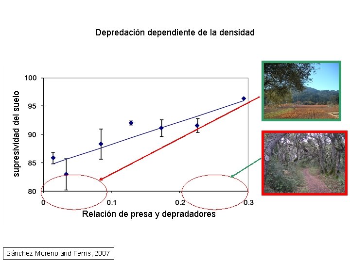 supresividad del suelo Depredación dependiente de la densidad Predator: Ratio Relación de presa. Prey