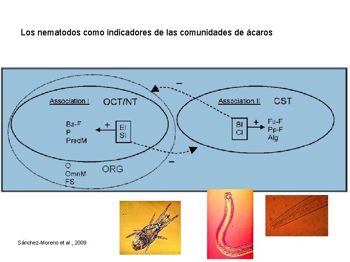 Los nematodos como indicadores de las comunidades de ácaros Sánchez-Moreno et al. , 2009