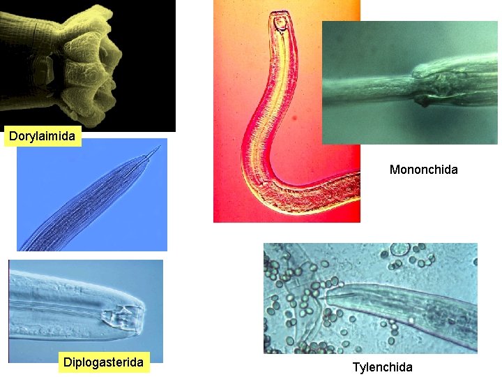 Dorylaimida Mononchida Diplogasterida Tylenchida 