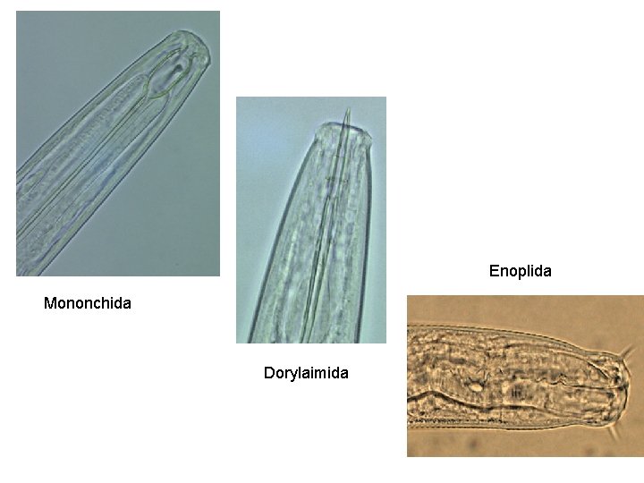 Enoplida Mononchida Dorylaimida 