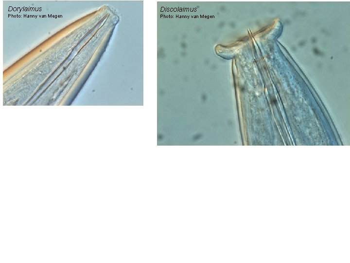 Dorylaimus Discolaimus Photo: Hanny van Megen 