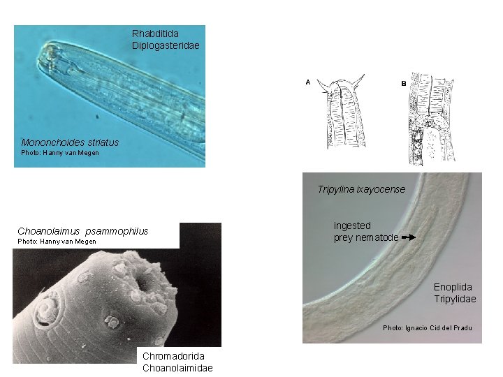 Rhabditida Diplogasteridae Mononchoides striatus Photo: Hanny van Megen Tripylina ixayocense Choanolaimus psammophilus Photo: Hanny