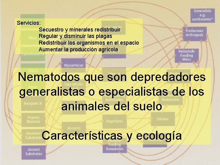 Servicios: Secuestro y minerales redistribuir Regular y disminuir las plagas Redistribuir los organismos en