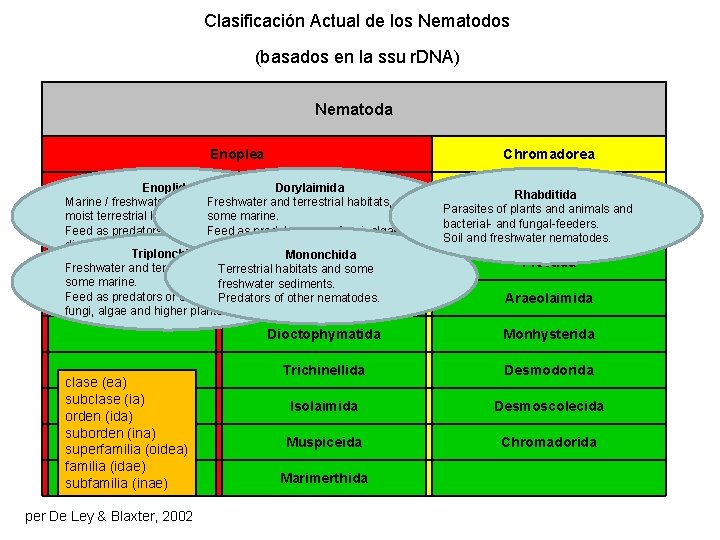 Clasificación Actual de los Nematodos (basados en la ssu r. DNA) Nematoda Enoplea Chromadorea