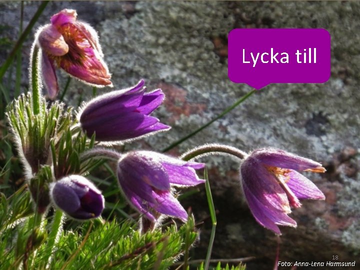 Lycka till 18 Foto: Anna-Lena Harmsund 