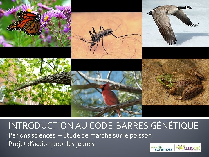 INTRODUCTION AU CODE-BARRES GÉNÉTIQUE Parlons sciences – Étude de marché sur le poisson Projet