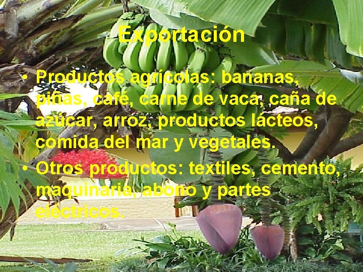 Exportación • Productos agrícolas: bananas, piñas, café, carne de vaca, caña de azúcar, arroz,