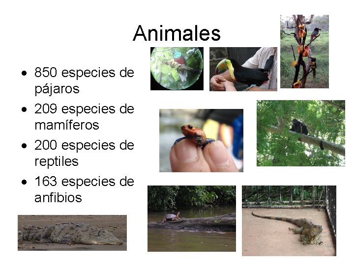 Animales 850 especies de pájaros 209 especies de mamíferos 200 especies de reptiles 163