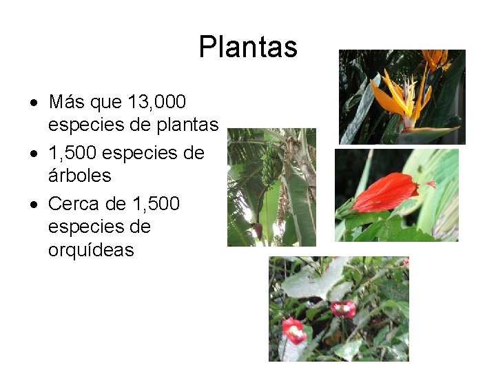 Plantas Más que 13, 000 especies de plantas 1, 500 especies de árboles Cerca