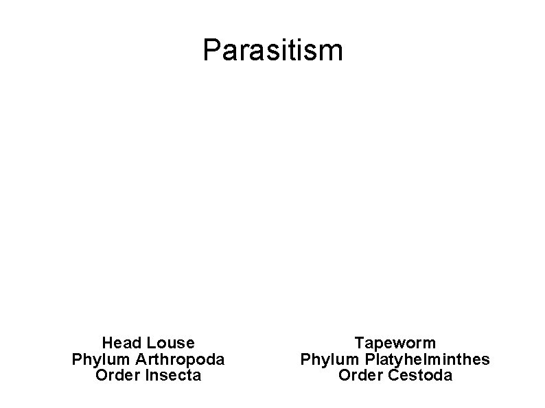 Parasitism Head Louse Phylum Arthropoda Order Insecta Tapeworm Phylum Platyhelminthes Order Cestoda 