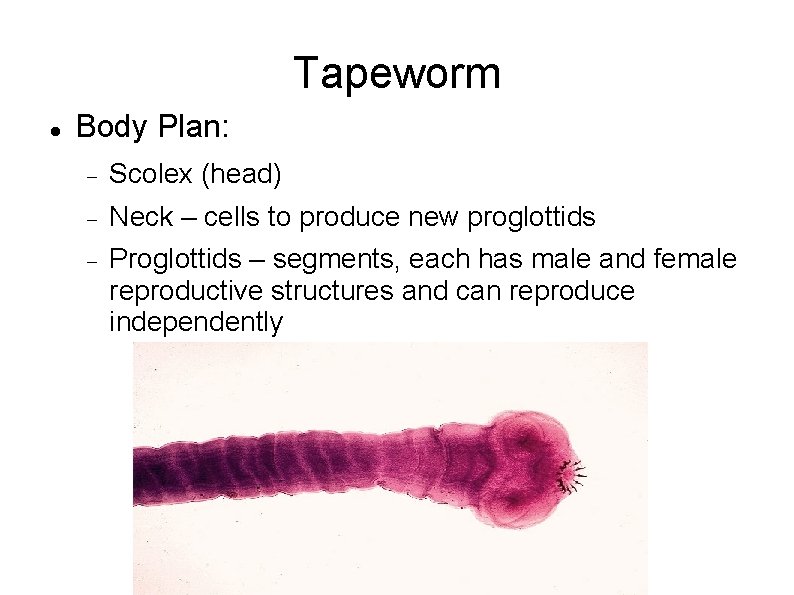 Tapeworm Body Plan: Scolex (head) Neck – cells to produce new proglottids Proglottids –