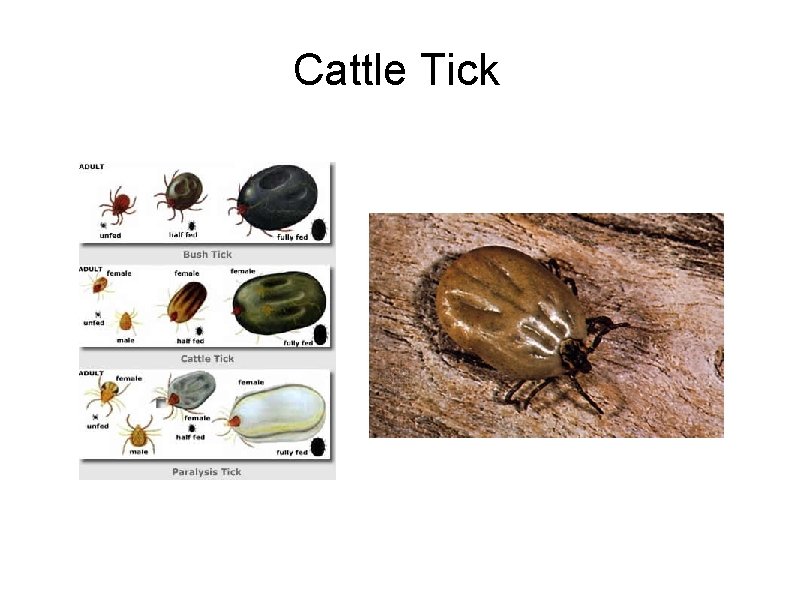 Cattle Tick 