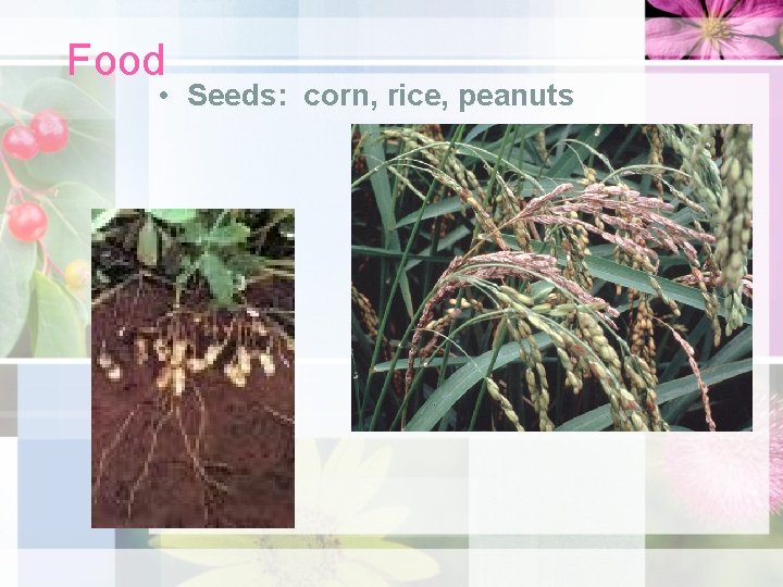Food • Seeds: corn, rice, peanuts Food • Seeds: corn, rice, peanuts