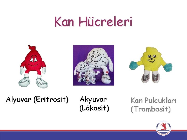 Kan Hücreleri Alyuvar (Eritrosit) Akyuvar (Lökosit) Kan Pulcukları (Trombosit) 