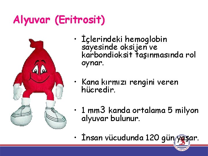 Alyuvar (Eritrosit) • İçlerindeki hemoglobin sayesinde oksijen ve karbondioksit taşınmasında rol oynar. • Kana