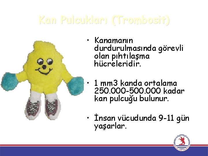 Kan Pulcukları (Trombosit) • Kanamanın durdurulmasında görevli olan pıhtılaşma hücreleridir. • 1 mm 3