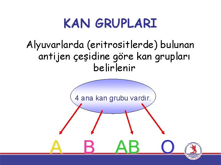 KAN GRUPLARI Alyuvarlarda (eritrositlerde) bulunan antijen çeşidine göre kan grupları belirlenir 4 ana kan