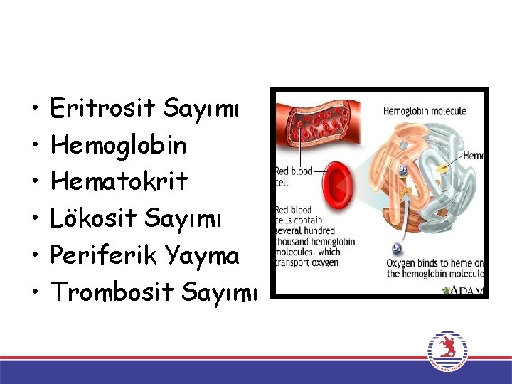  • • • Eritrosit Sayımı Hemoglobin Hematokrit Lökosit Sayımı Periferik Yayma Trombosit Sayımı