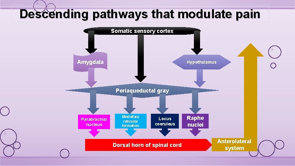 Descending pathways that modulate pain Somatic sensory cortex Amygdala Hypothalamus Periaqueductal gray Parabrachial nucleus