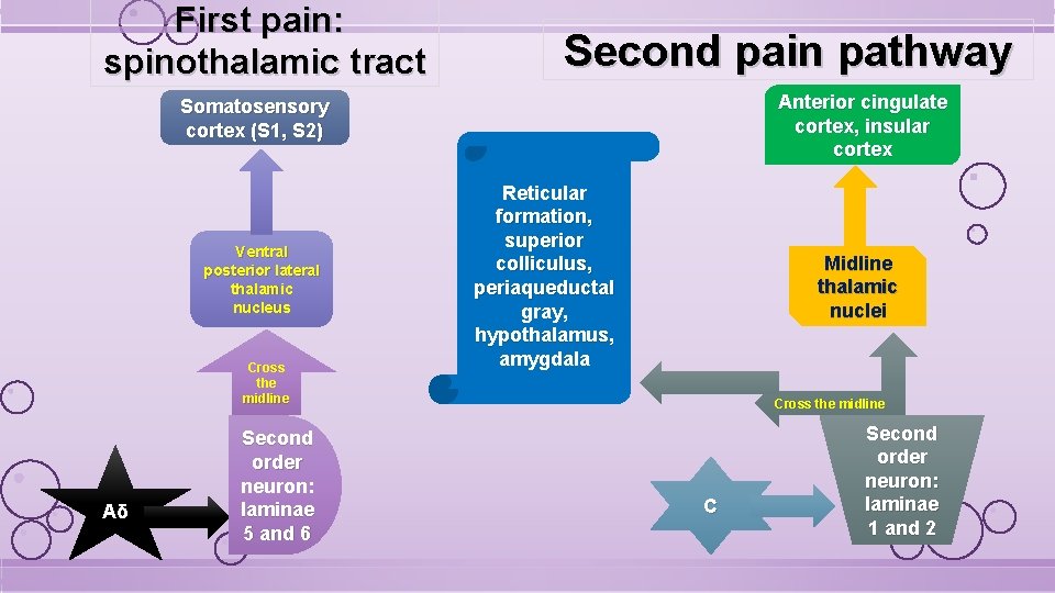 First pain: spinothalamic tract Second pain pathway Anterior cingulate cortex, insular cortex Somatosensory cortex