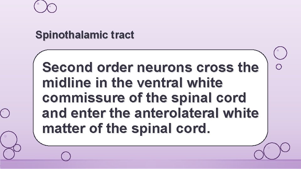 Spinothalamic tract Second order neurons cross the midline in the ventral white commissure of