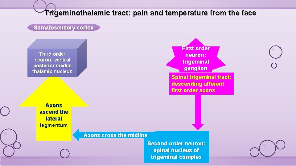 Trigeminothalamic tract: pain and temperature from the face Somatosensory cortex Third order neuron: ventral