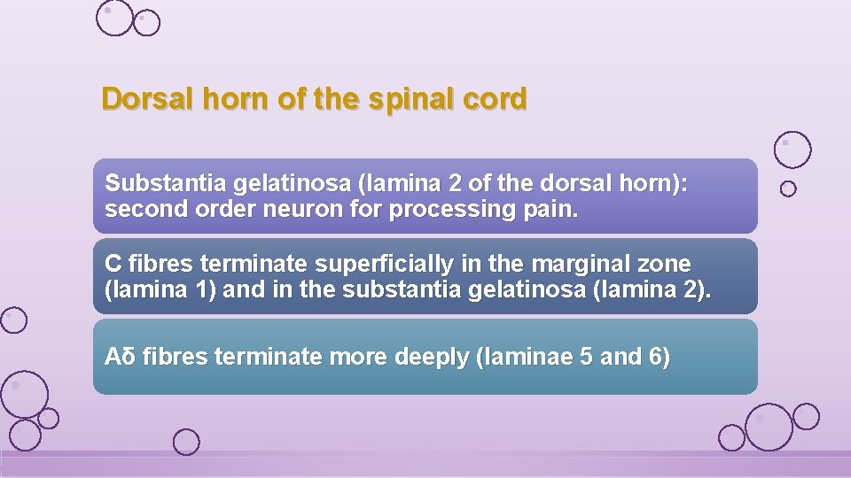 Dorsal horn of the spinal cord Substantia gelatinosa (lamina 2 of the dorsal horn):