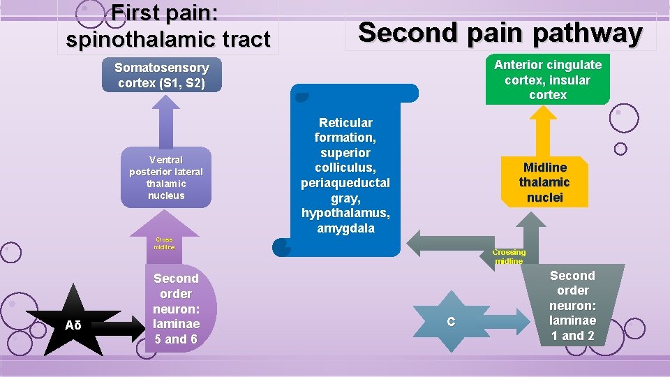 First pain: spinothalamic tract Second pain pathway Anterior cingulate cortex, insular cortex Somatosensory cortex