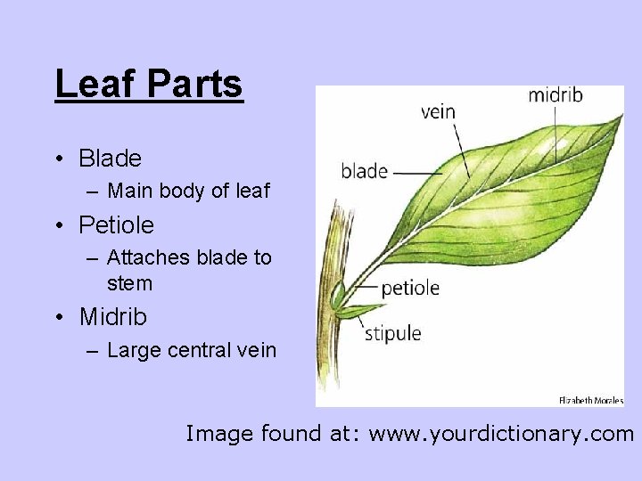 Leaf Parts • Blade – Main body of leaf • Petiole – Attaches blade