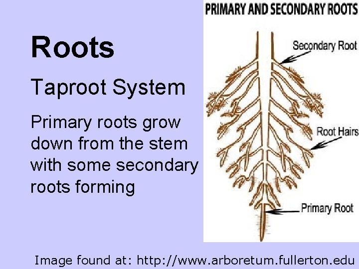 Roots Taproot System Primary roots grow down from the stem with some secondary roots