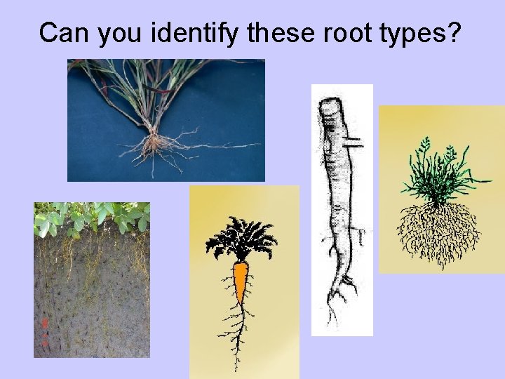 Can you identify these root types? 