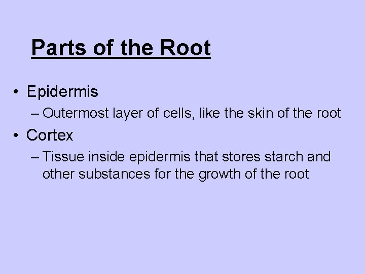 Parts of the Root • Epidermis – Outermost layer of cells, like the skin
