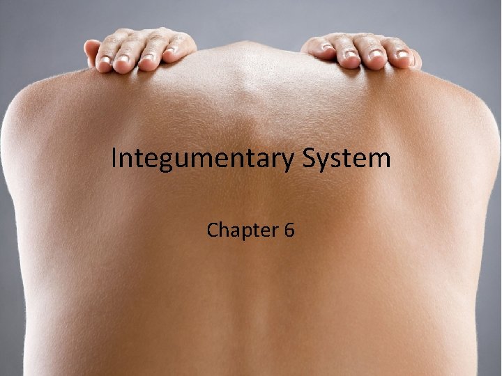 Integumentary System Chapter 6 