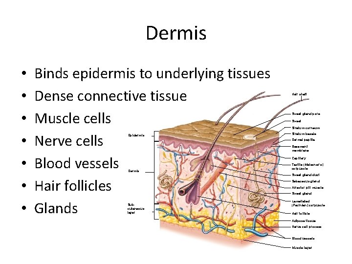 Dermis • • Binds epidermis to underlying tissues Dense connective tissue Muscle cells Nerve