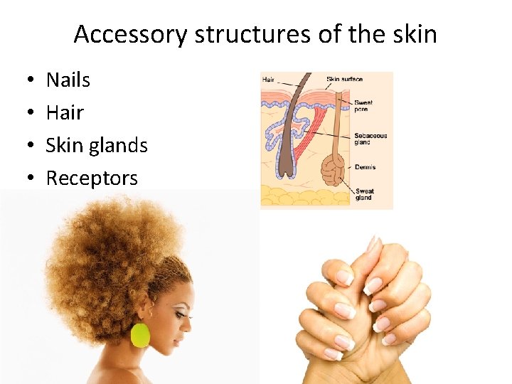 Accessory structures of the skin • • Nails Hair Skin glands Receptors 