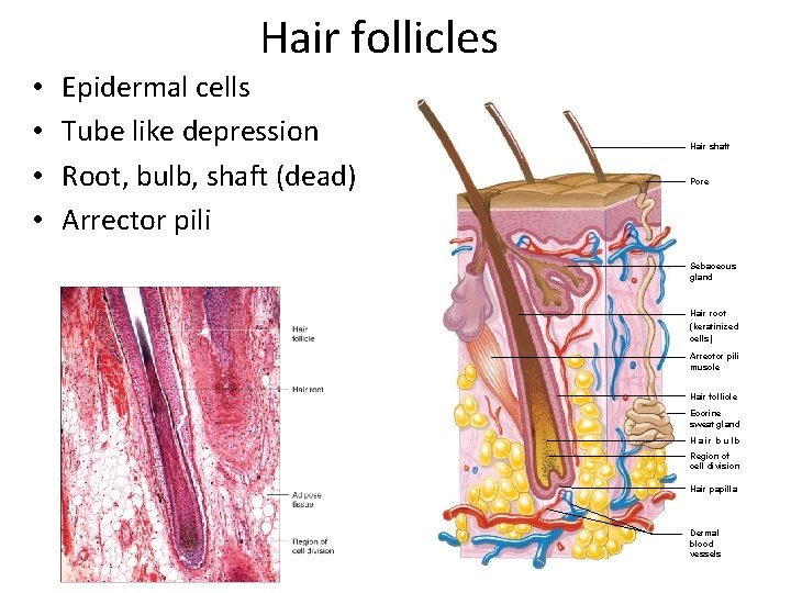Hair follicles • • Epidermal cells Tube like depression Root, bulb, shaft (dead) Arrector