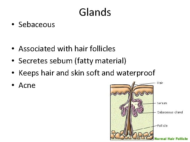 Glands • Sebaceous • • Associated with hair follicles Secretes sebum (fatty material) Keeps