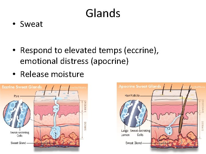  • Sweat Glands • Respond to elevated temps (eccrine), emotional distress (apocrine) •